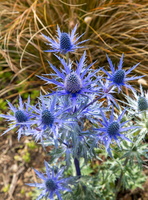Eryngium bourgatii