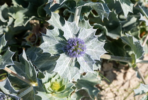Eryngium maritimum