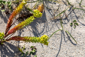 Euphorbia paralias