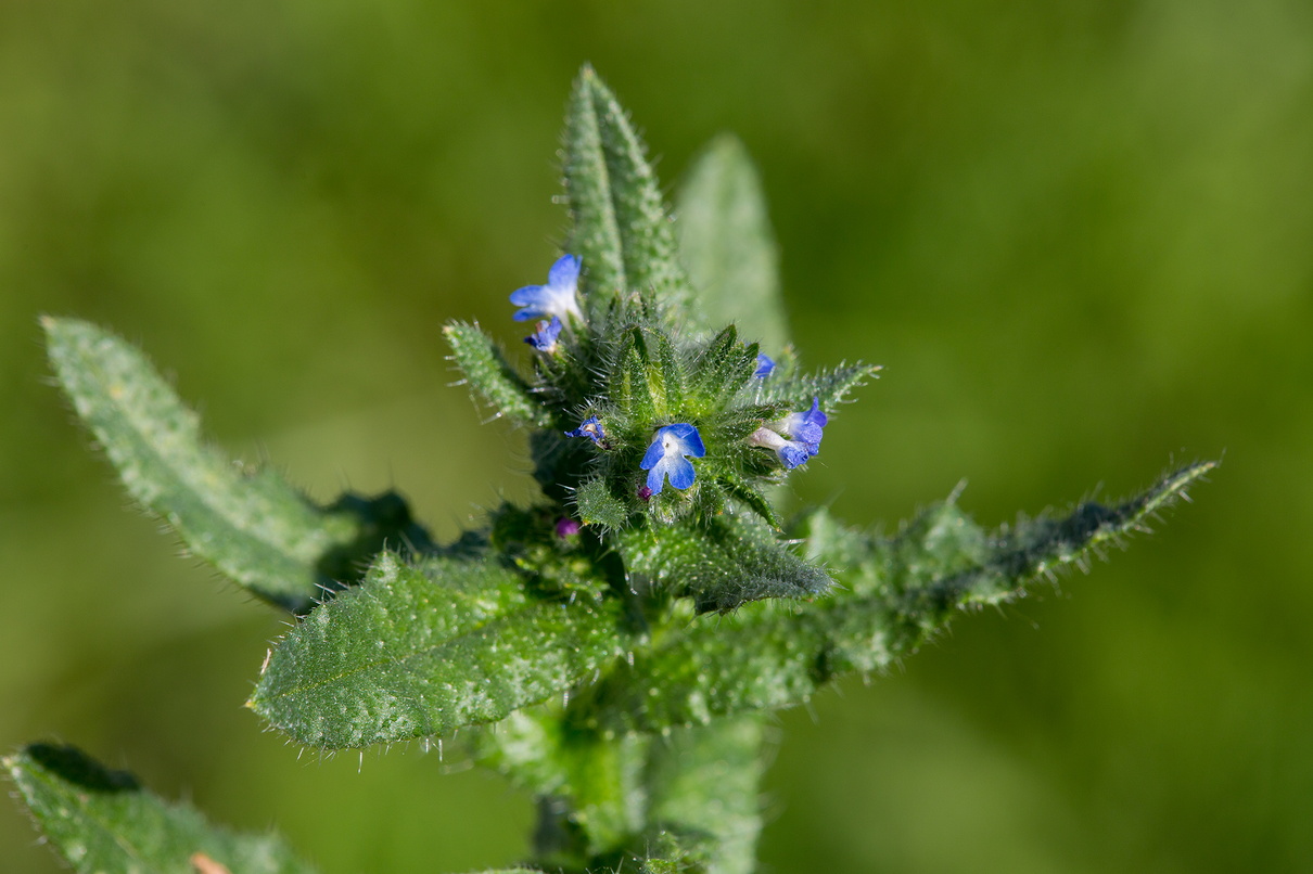 Lycopsis arvensis.jpg