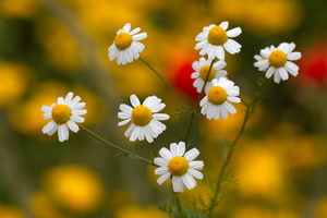 Matricaria chamomilla