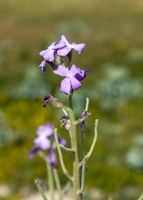 Matthiola sinuata 2