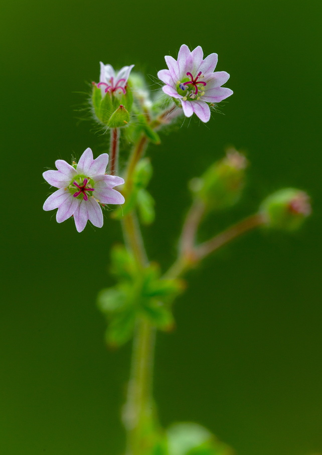 Géranium à feuilles molles (Geranium molle).jpg