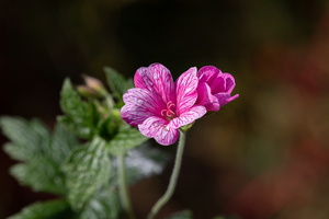 Géranium d'endress (Geranium endressii)