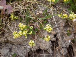 Gaillet du Hartz (Galium saxatile)