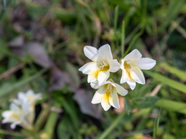 Freesia blanc (Freesia alba) 2