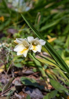 Freesia alba 1