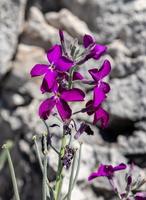 Matthiola incana 1