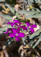 Matthiola incana 2