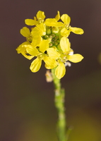 Moutarde noire (Brassica nigra) 2