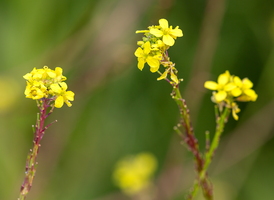 Brassica nigra 1