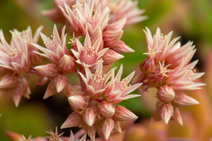 Aeonium de Haworth (Aeonium haworthii) 2