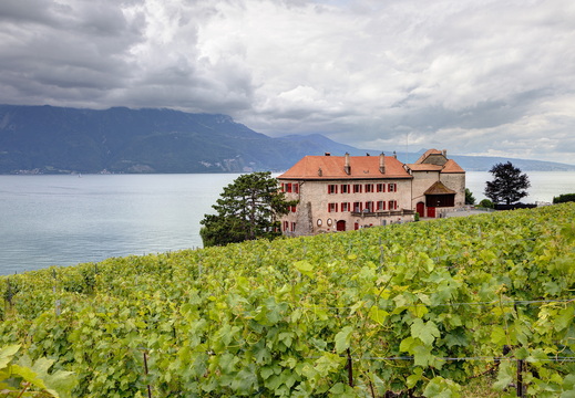 Vignobles de Lavaux