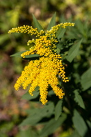 Verge d'or du Canada (Solidago canadensis)