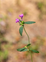 Galeopsis ladanum