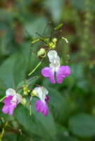 Impatiens balfourii