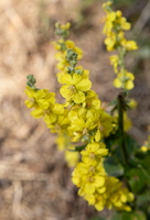 Verbascum pulverulentum
